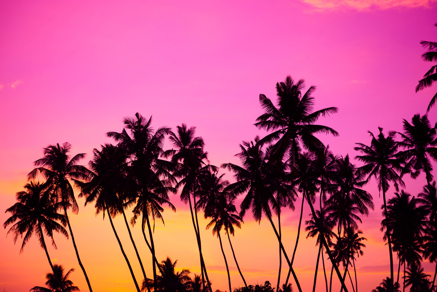 Tropical palm trees silhouettes